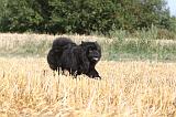 CHOW CHOW 027
